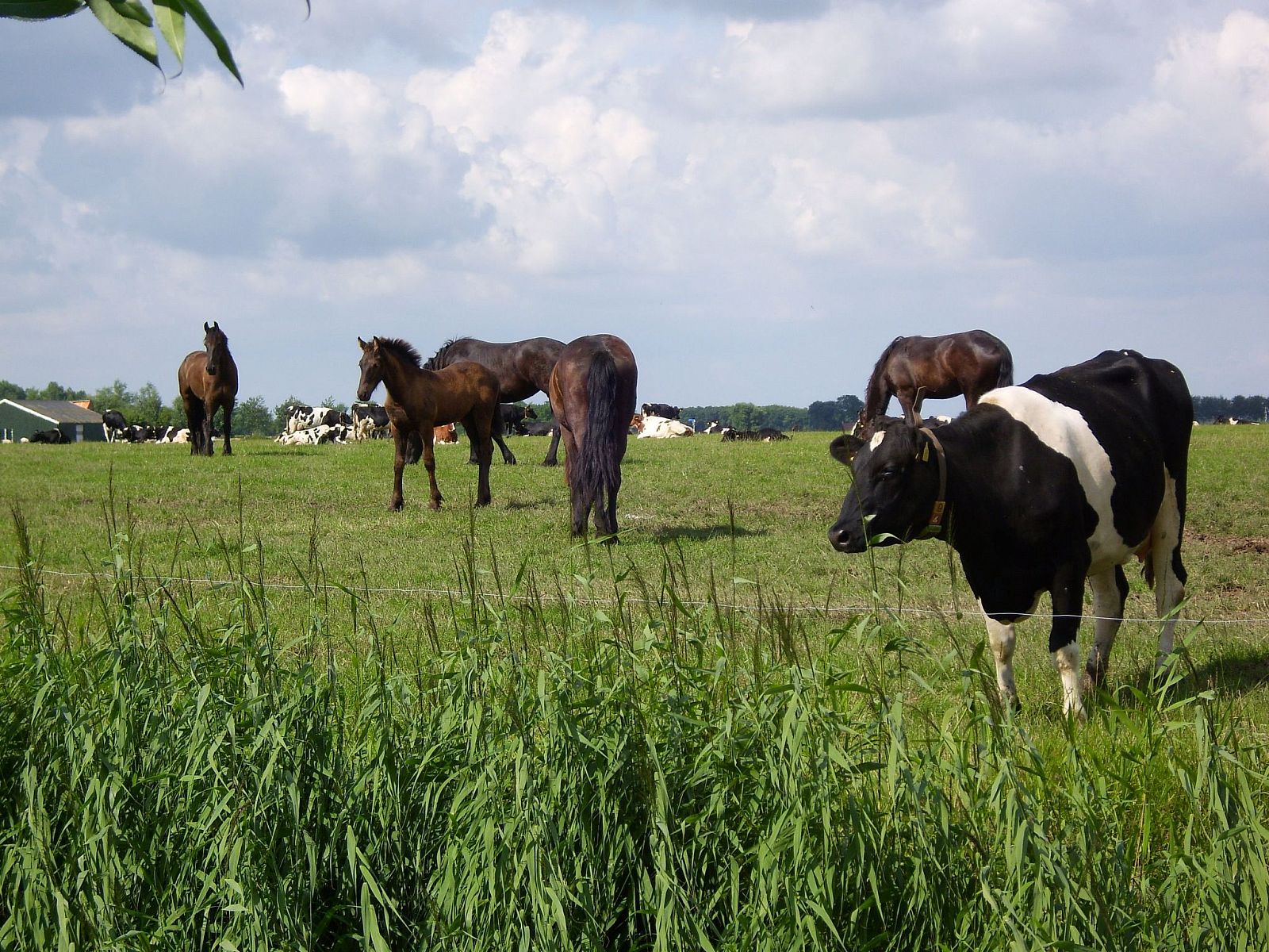 Verblijf 160570 - Vakantiewoning Lauwersmeer - Vakantiehuis Friesje