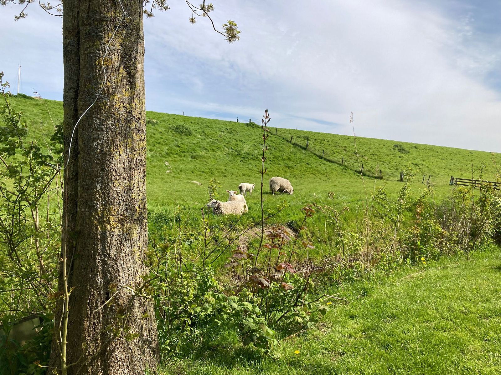Verblijf 160590 - Vakantiewoning Lauwersmeer - Vakantiehuis 155 Joke am Deich