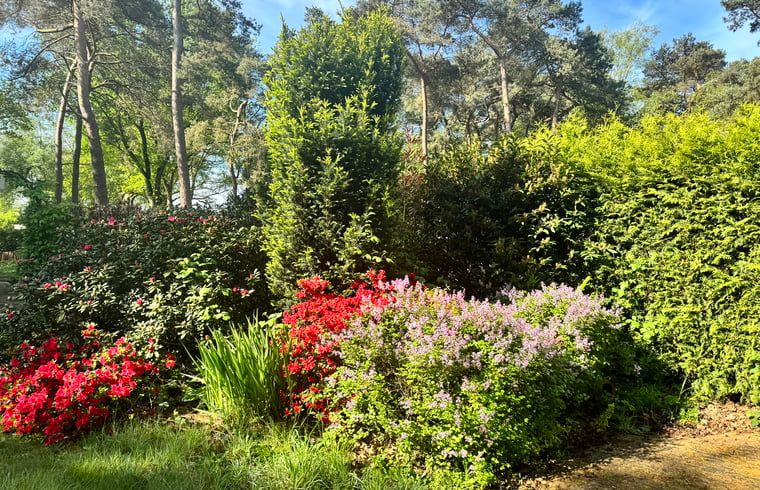 Kleurrijke tuin van Vakantiehuis in Spier, een oase van bloemenpracht in Drenthe.