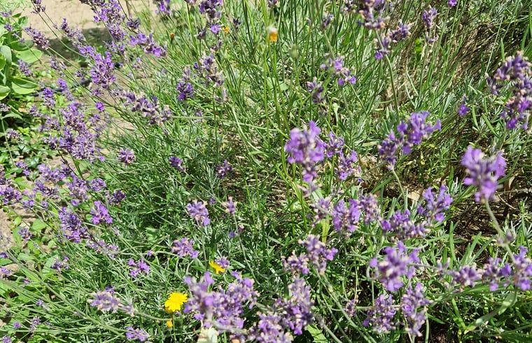 Guest house 170112 - Holiday property Midden Drenthe - Huisje in Spier