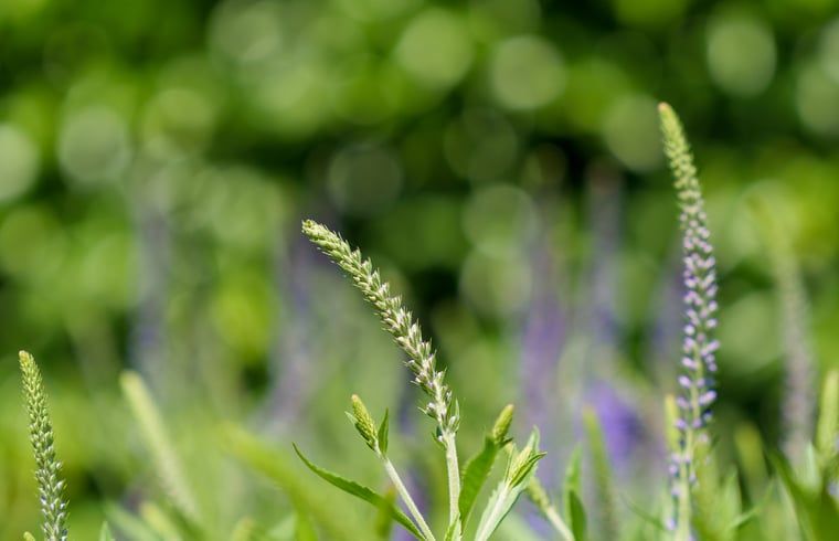 Natuurlijke omgeving met bloemen bij Vakantiehuis in Schoonloo, Midden Drenthe.