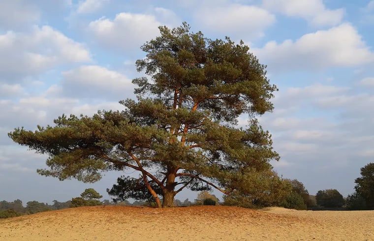 Verblijf 171910 - Vakantiewoning Midden Drenthe - Vakantiehuis in Gasselte