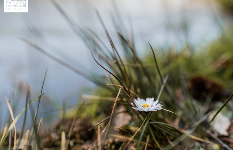 Guest house 172006 - Holiday property Midden Drenthe - Huisje in Papenvoort