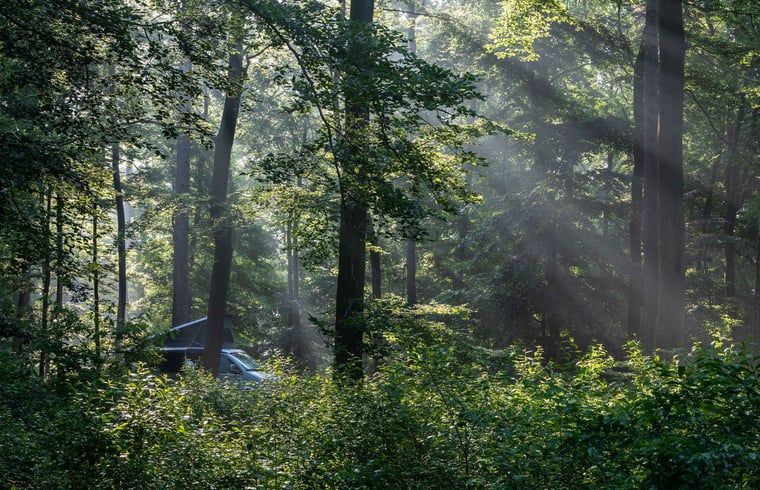 Geniet van de serene bosrijke omgeving bij Vakantiehuisje in Papenvoort, Midden Drenthe, waar natuur en rust samenkomen.