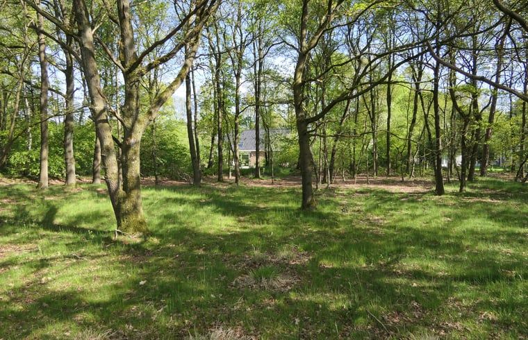 Uitzicht op het bos vanuit Vakantiehuis in Westerbork, gelegen in het groene hart van Midden Drenthe, Drenthe.