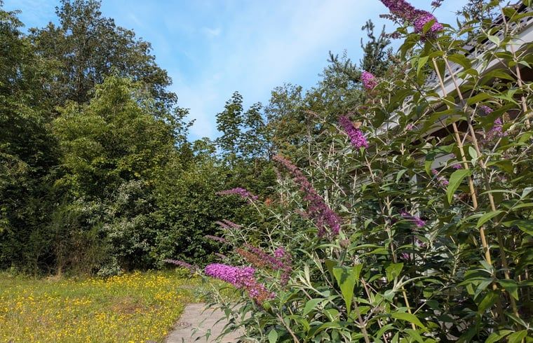 Bloeiende struiken bij Vakantiehuis in Westerbork, omringd door de natuur van Midden Drenthe, Drenthe.