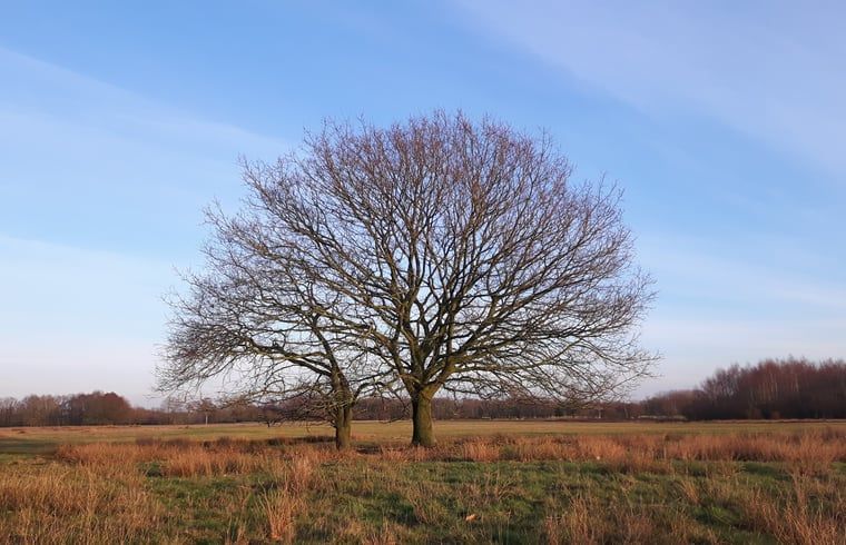 Majestueuze boom in de omgeving van Vakantiehuis in Westerbork, een icoon van Midden Drenthe, Drenthe.