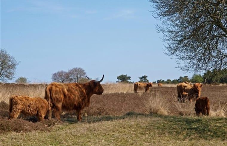 Guest house 172818 - Holiday property Midden Drenthe - Huisje in Hooghalen