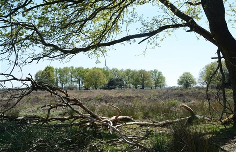 Guest house 172818 - Holiday property Midden Drenthe - Huisje in Hooghalen