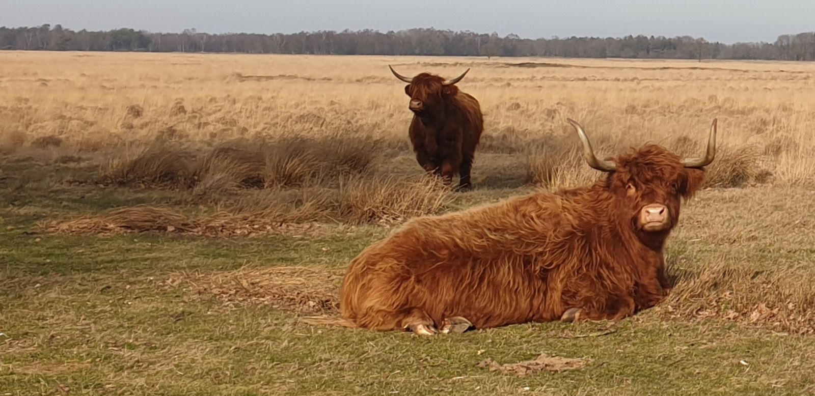 Schotse Hooglanders in de buurt van DG1928 vakantiehuis, Hooghalen, Drenthe.