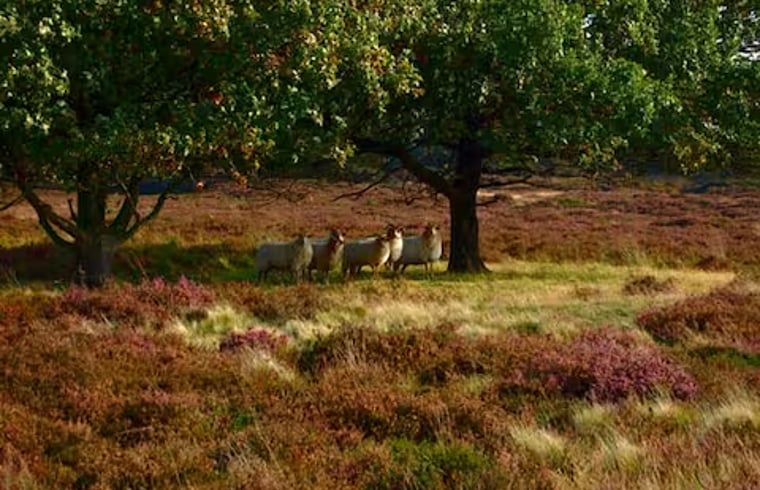 Schapen in de omgeving van Vakantiehuisje in Hooghalen, landelijke sfeer in Midden Drenthe, Drenthe.
