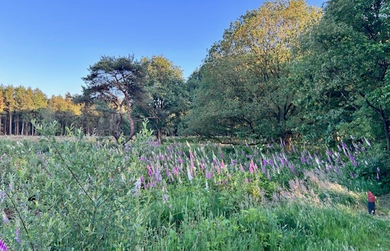 Explore the lush nature around Holiday Home in Mantinge, a natural vacation destination in Midden Drenthe, Drenthe.