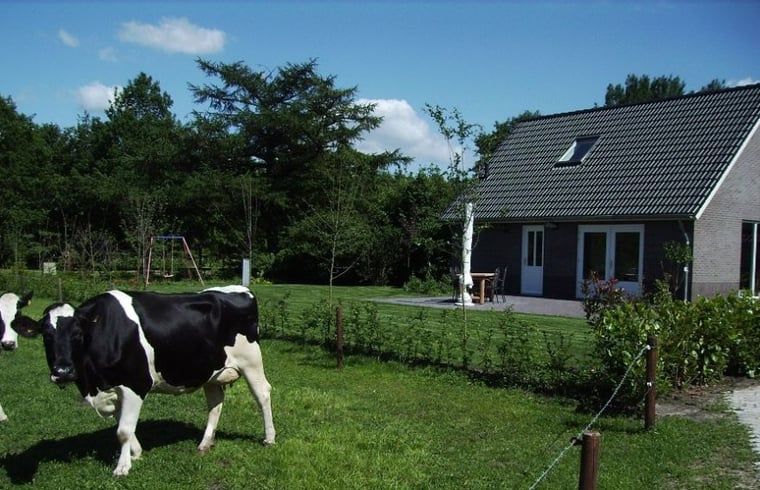 Koeien in de weide naast Huisje in Eesergroen, vakantiehuis in het landelijke Eesergroen, Drenthe.