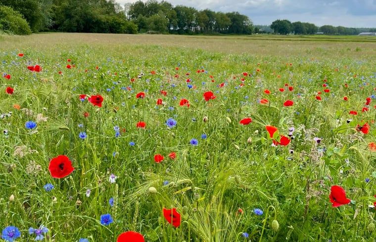 Flower meadow full of poppies near Holiday home in Eeserveen, Drenthe.