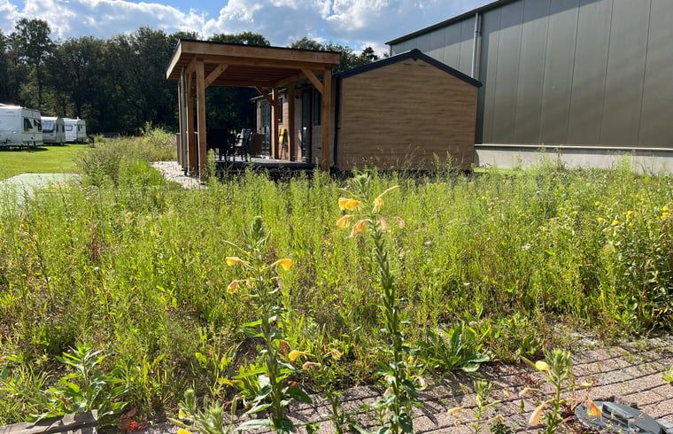 Green surroundings of cottage in Eeserveen, Drenthe with flowering plants.