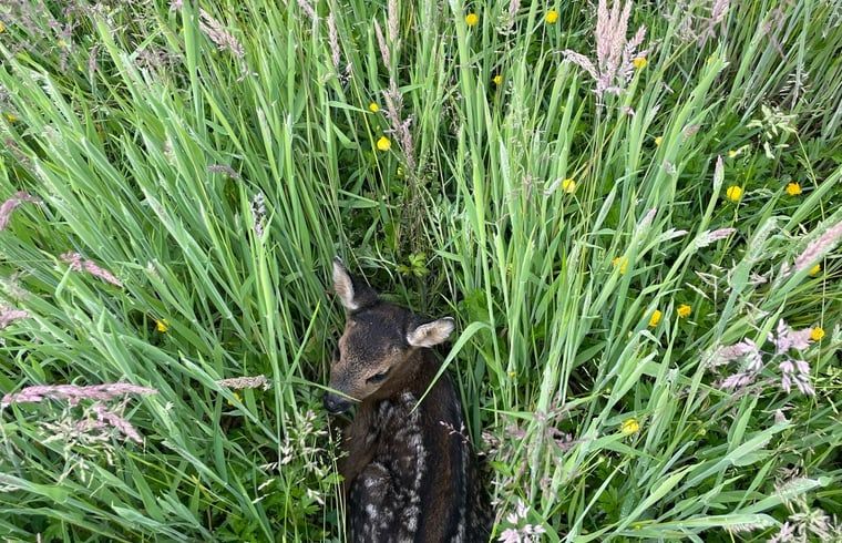 Young roe deer hidden in the grass around cottage in Eeserveen, Drenthe.