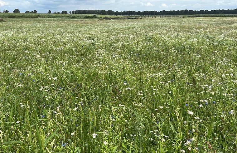 Wildflowers in lush fields at Holiday Home in Eeserveen, Drenthe.
