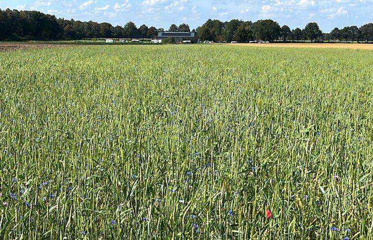 Green fields and nature surrounding Holiday cottage in Eeserveen, Drenthe.