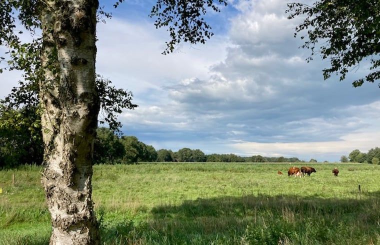 Landelijk uitzicht met koeien nabij Huisje in Nieuw Balinge, vakantiehuis in Drenthe.