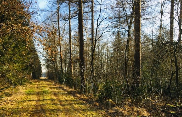 Bosrijke omgeving bij Huisje in Nieuw Balinge, vakantiehuis in de natuur van Nieuw-Balinge.