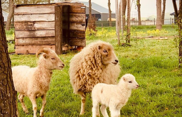 Unterkunft 174602 - Ferienhaus Midden Drenthe - Vakantiehuisje in Zuidveld