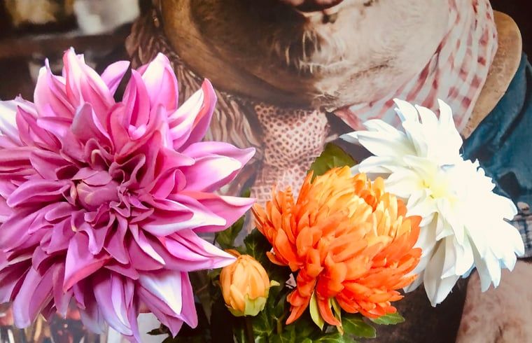 Unterkunft 174602 - Ferienhaus Midden Drenthe - Vakantiehuisje in Zuidveld