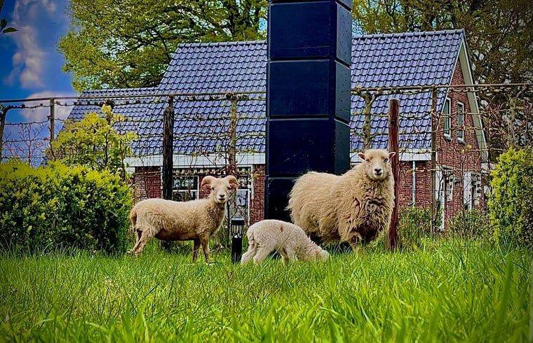 Unterkunft 174602 - Ferienhaus Midden Drenthe - Vakantiehuisje in Zuidveld