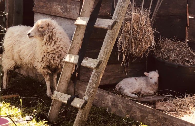 Unterkunft 174602 - Ferienhaus Midden Drenthe - Vakantiehuisje in Zuidveld