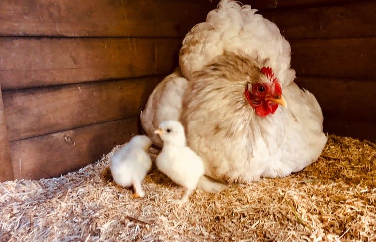 Unterkunft 174602 - Ferienhaus Midden Drenthe - Vakantiehuisje in Zuidveld