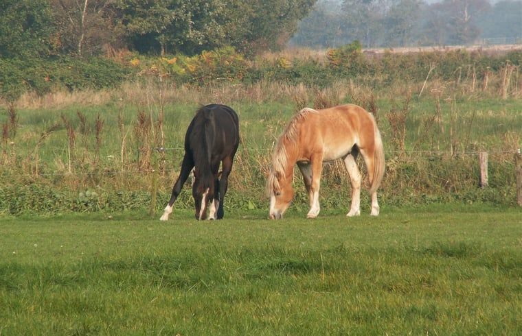 Guest house 180106 - Holiday property Noord Drenthe - Huisje in Peize