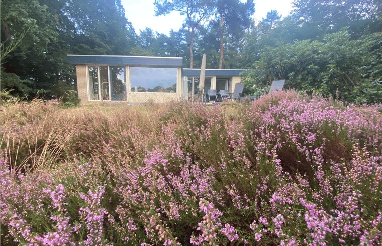 Huisje in Een, Noord Drenthe vakantiehuis met bloeiende heide op de voorgrond.