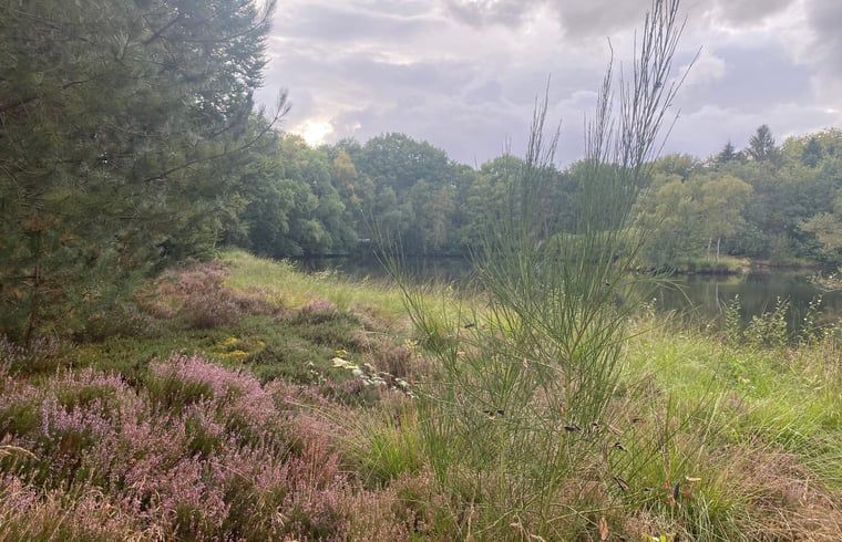 Natuurlijke omgeving van Huisje in Een, Noord Drenthe met heide en bomen.