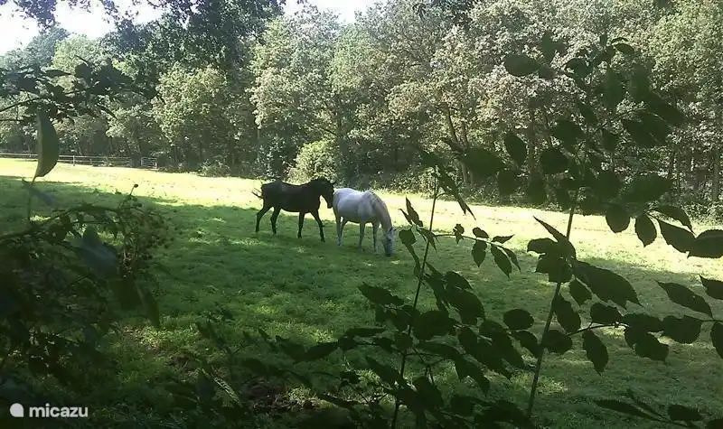 Verblijf 1809130 - Vakantiewoning Noord Drenthe - l'Oiseau Bleu (Z11 Norg)