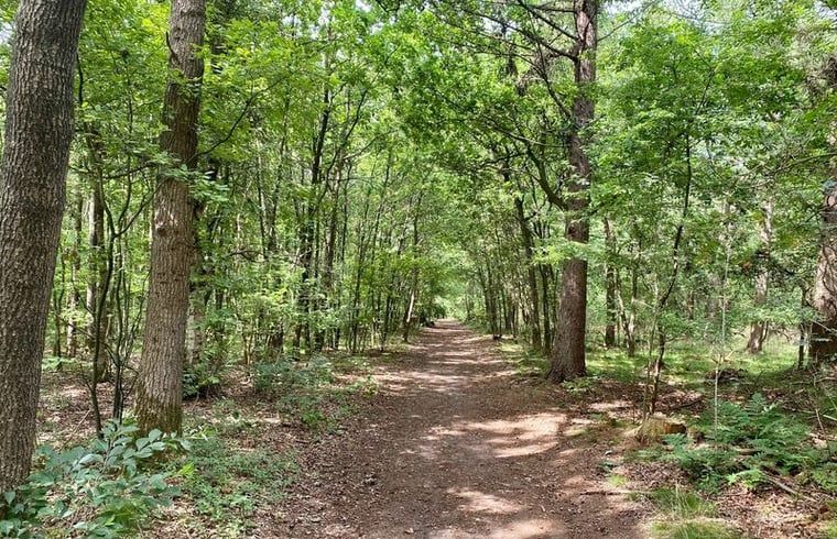 Bosrijke omgeving rondom Vakantiehuisje in Norg, Drenthe ideaal voor wandelingen.