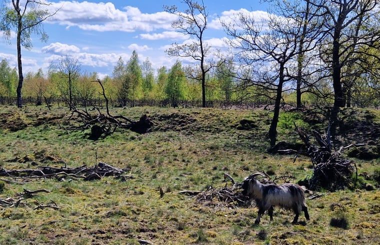 Unterkunft 180944 - Ferienhaus Noord Drenthe - Vakantiehuis in Norg