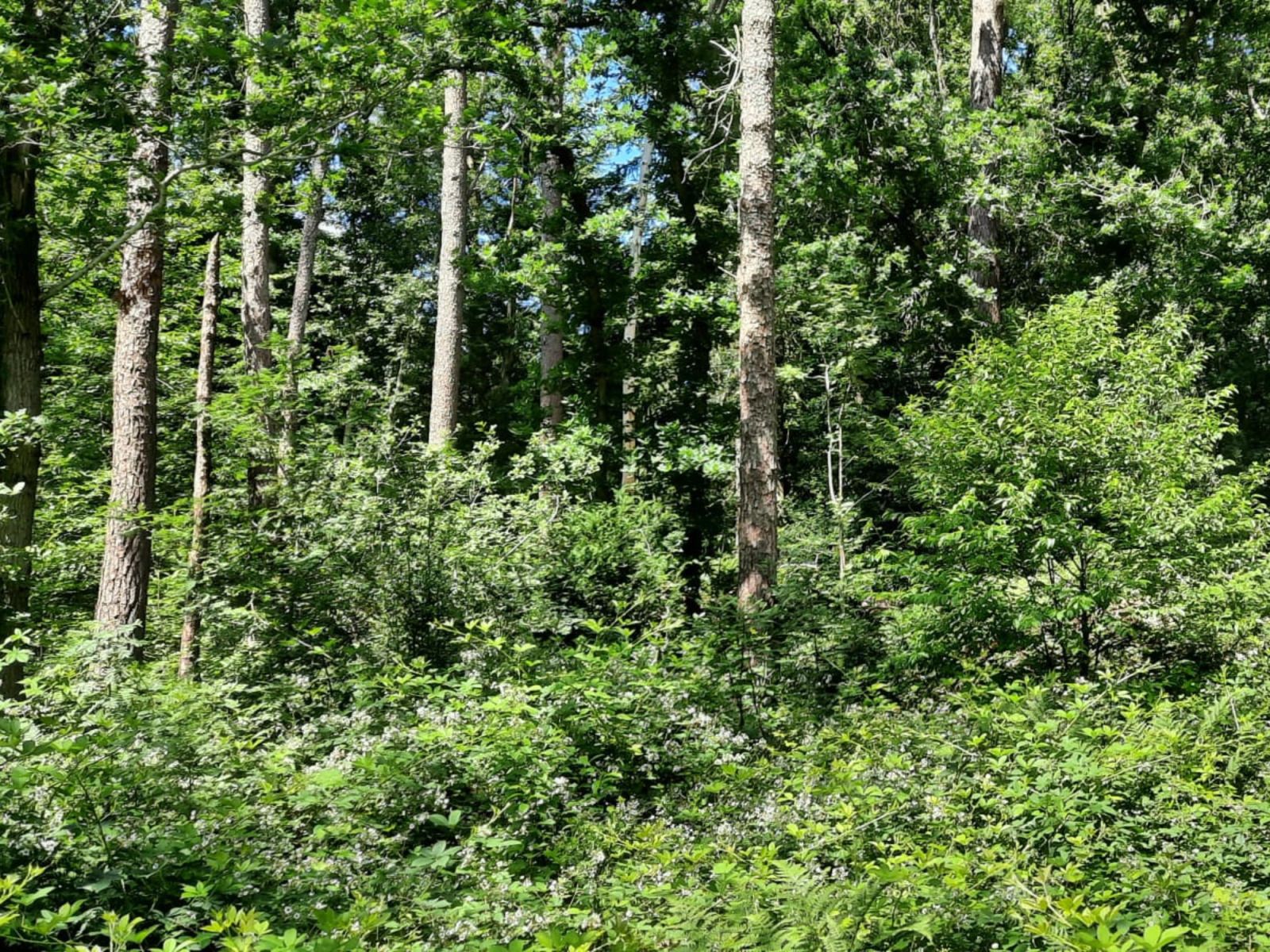 Grundriss des Ferienhauses DG1863 im Erdgeschoss, Norg, Nord-Drenthe.