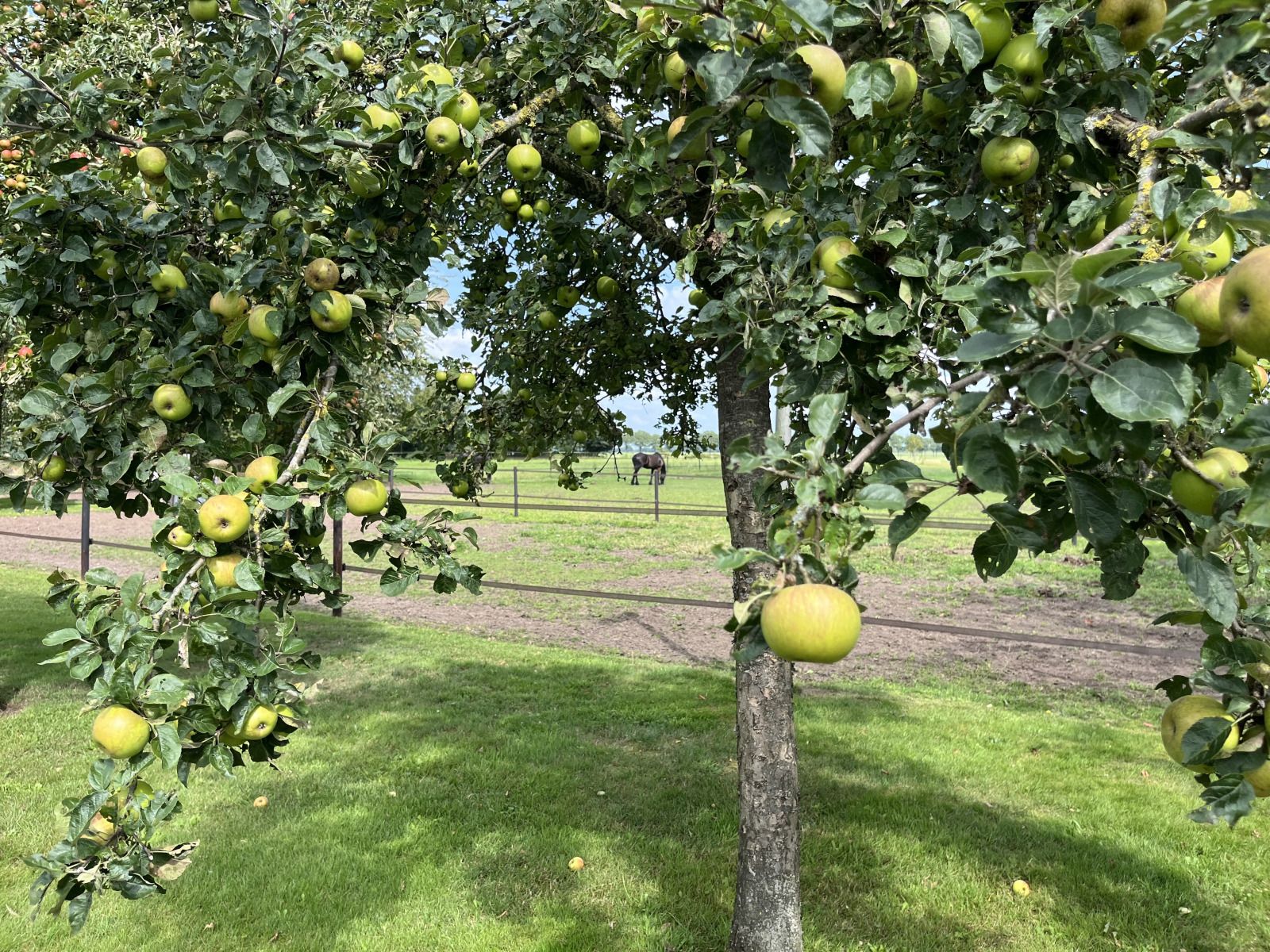 Toegangspad naar vakantiehuis DG1879 in Borger, Noord Drenthe met groene omgeving.