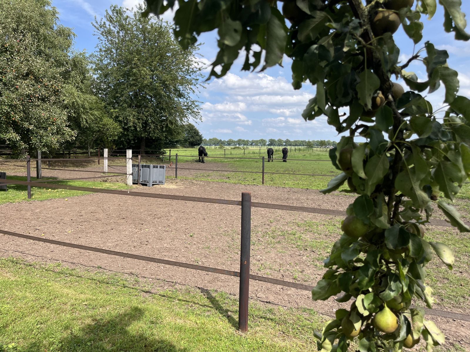 Natuurlijke omgeving van DG1879, Borger, Noord Drenthe met fruitbomen en weilanden.