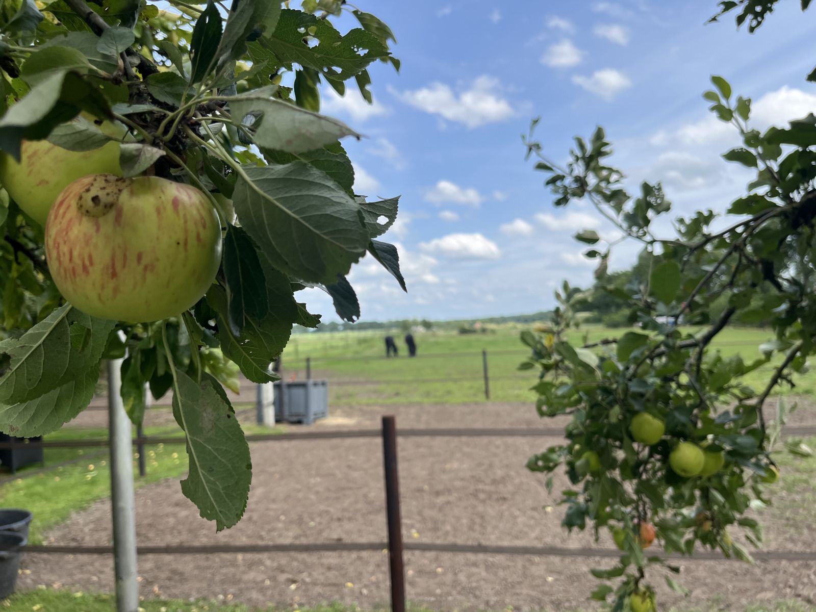Fruitbomen in de omgeving van DG1879, Borger, Noord Drenthe met rijpe appels.