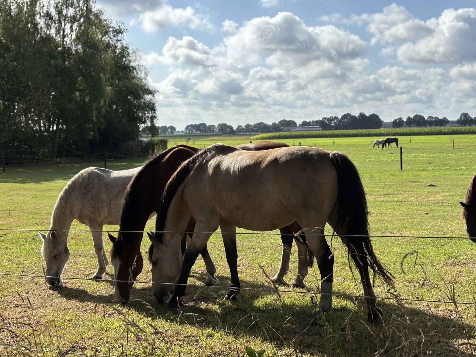 Guest house 183231 - Holiday property Noord Drenthe - DG2149