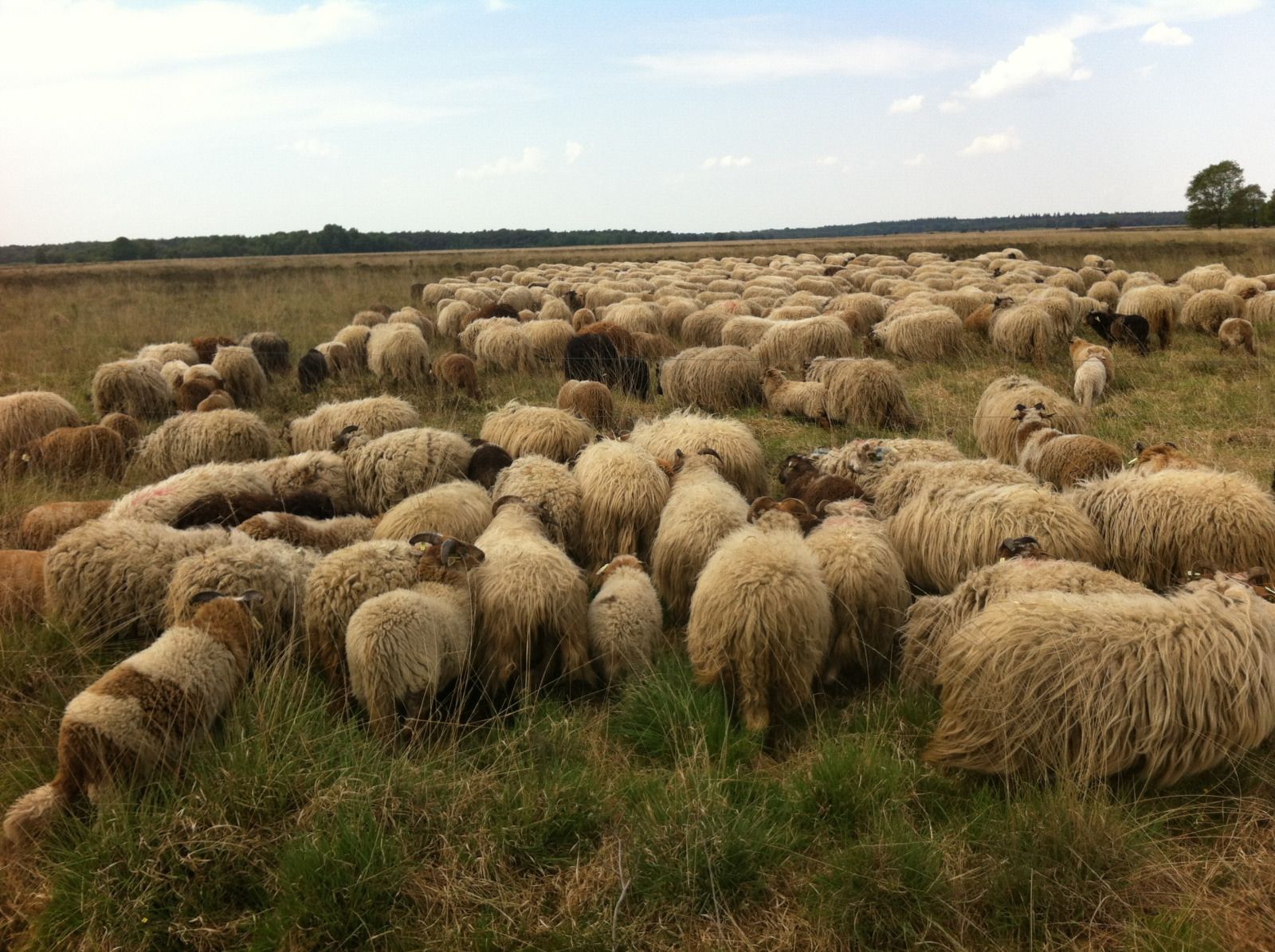 Unterkunft 183231 - Ferienhaus Noord Drenthe - DG2149