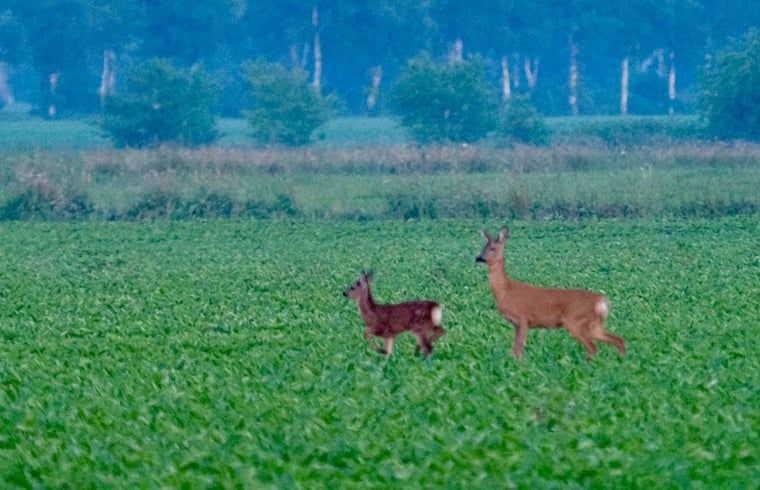 Guest house 184113 - Holiday property Noord Drenthe - Huisje in Veenhuizen