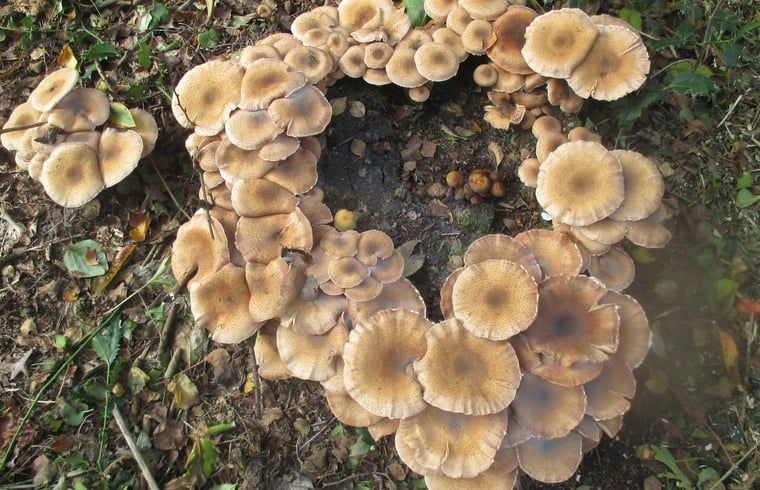 Verblijf 184401 - Vakantiewoning Noord Drenthe - Vakantiehuis in Drouwen