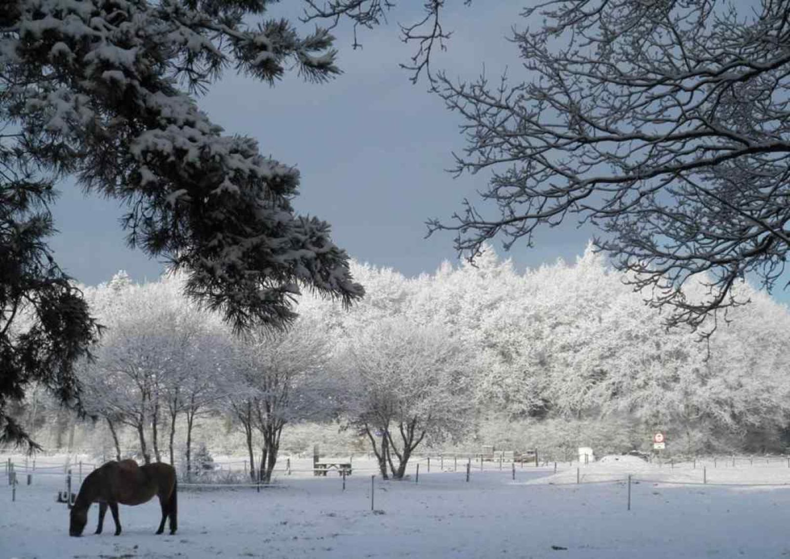 Holzfassade des Ferienhauses DG357 in Meppen, Drenthe, umgeben von Natur.