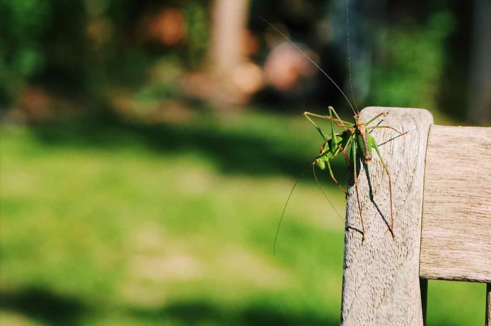 Moderne Architektur des Ferienhauses DG357 in Meppen, Drenthe, mit Holzfassade.