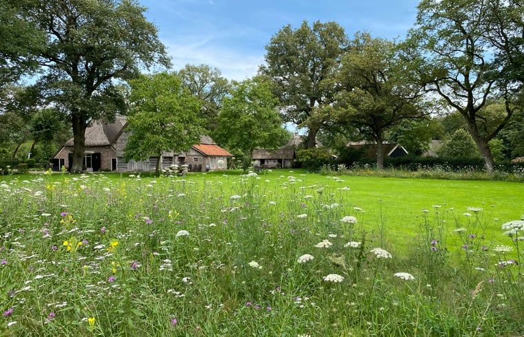 Vakantiehuis in Aalden, uitgestrekt groen veld met bloemen nabij vakantiehuis in Zuidoost Drenthe, Drenthe.