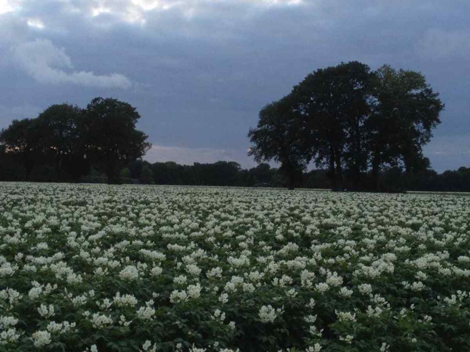 Entdecken Sie die natuerliche Umgebung des Ferienhauses DG280 in Exloo, Drenthe, mit einer im Herbstlaub versteckten Eule.