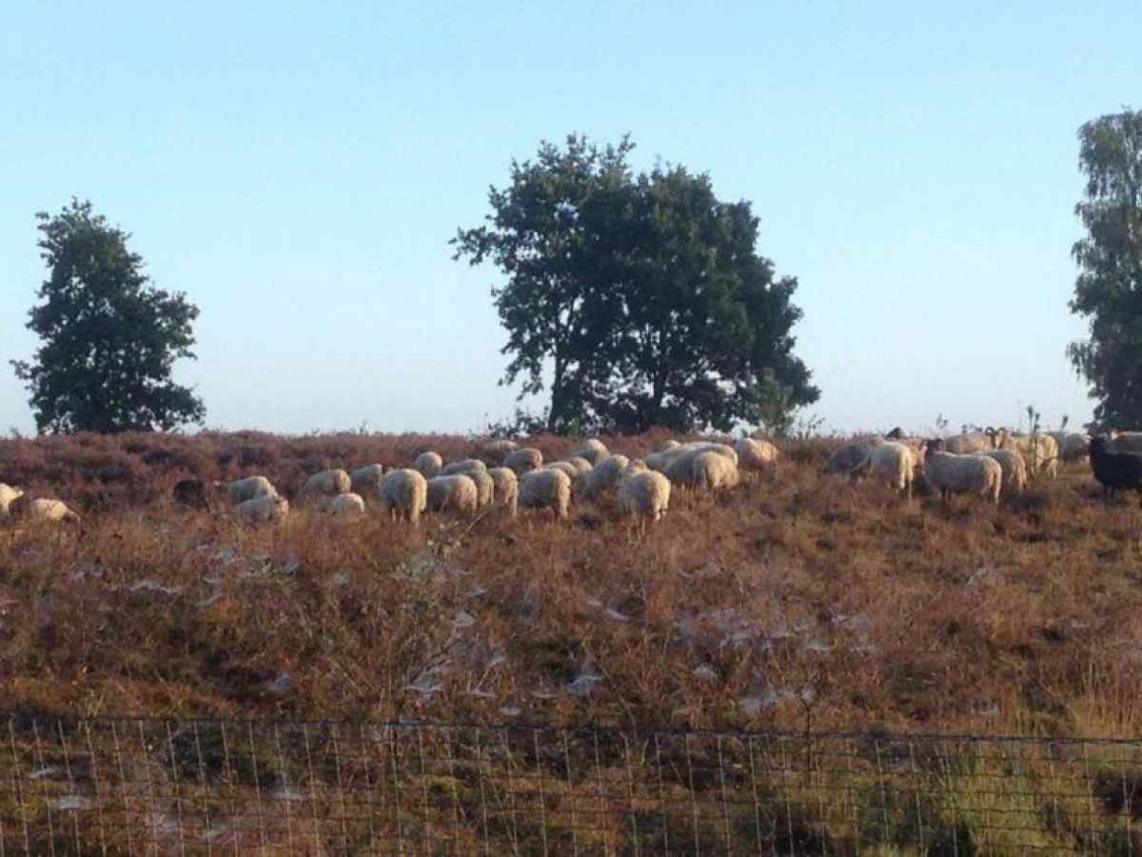 Unterkunft 190409 - Ferienhaus Zuidoost Drenthe - DG280