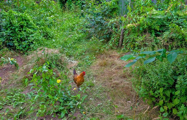 Verblijf 191008 - Vakantiewoning Zuidoost Drenthe - Vakantiehuisje in Dalerveen