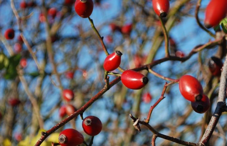 Verblijf 191008 - Vakantiewoning Zuidoost Drenthe - Vakantiehuisje in Dalerveen